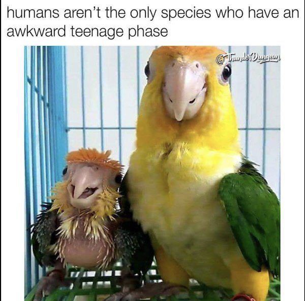 humans aren’t the only species who have teenage phase i 4