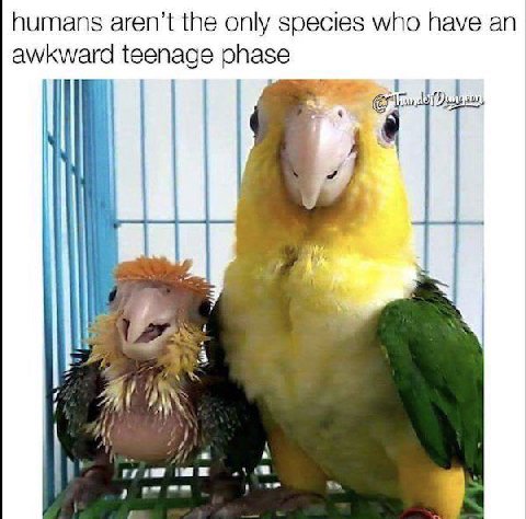 humans aren’t the only species who have teenage phase i 4