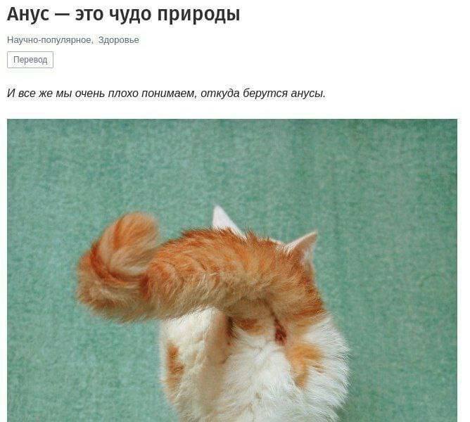 Анус это чудо природы Научно-популярное, Здоровье Перевод И все же мы очень плохо понимаем, откуда берутся анусы. 5