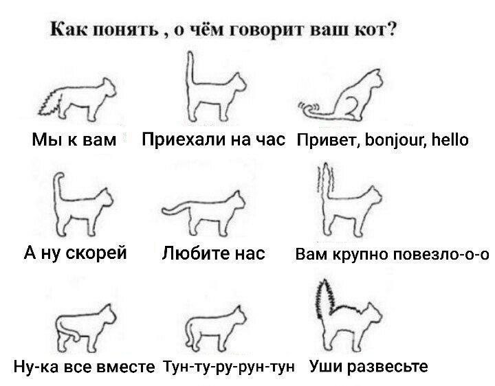 Как понять о чём говорит ваш кот? Мы к вам Приехали на час Привет, bonjour, hello A скорей Любите Hac Вам крупно повезло-о-о Ну-ка все вместе Тун-ту-ру-рун-тун Уши развесьте