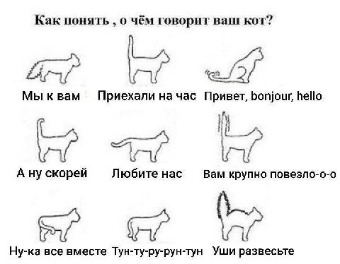 Как понять о чём говорит ваш кот? Мы к вам Приехали на час Привет, bonjour, hello A скорей Любите Hac Вам крупно повезло-о-о Ну-ка все вместе Тун-ту-ру-рун-тун Уши развесьте