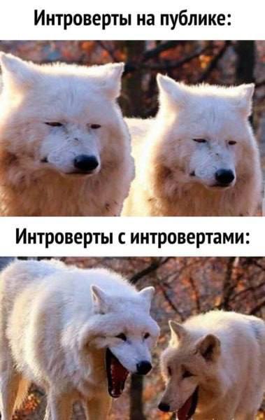 Интроверты на публике: a a! 4 Интроверты с интровертами: