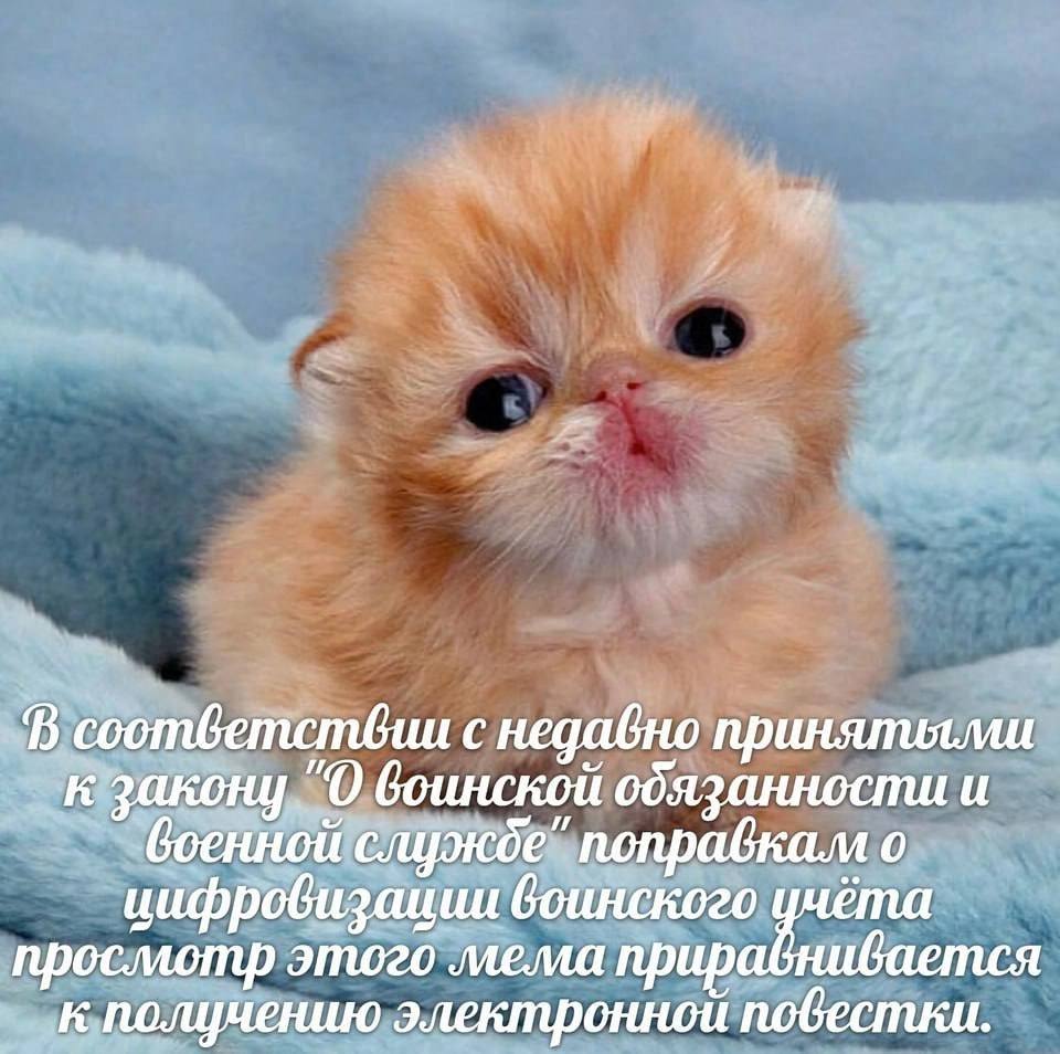 В с недавно приняпияли к закону "О воинской и военной службе" поправкам о воинского просмотр этого мема приравнивается к получению электронной повестки.
