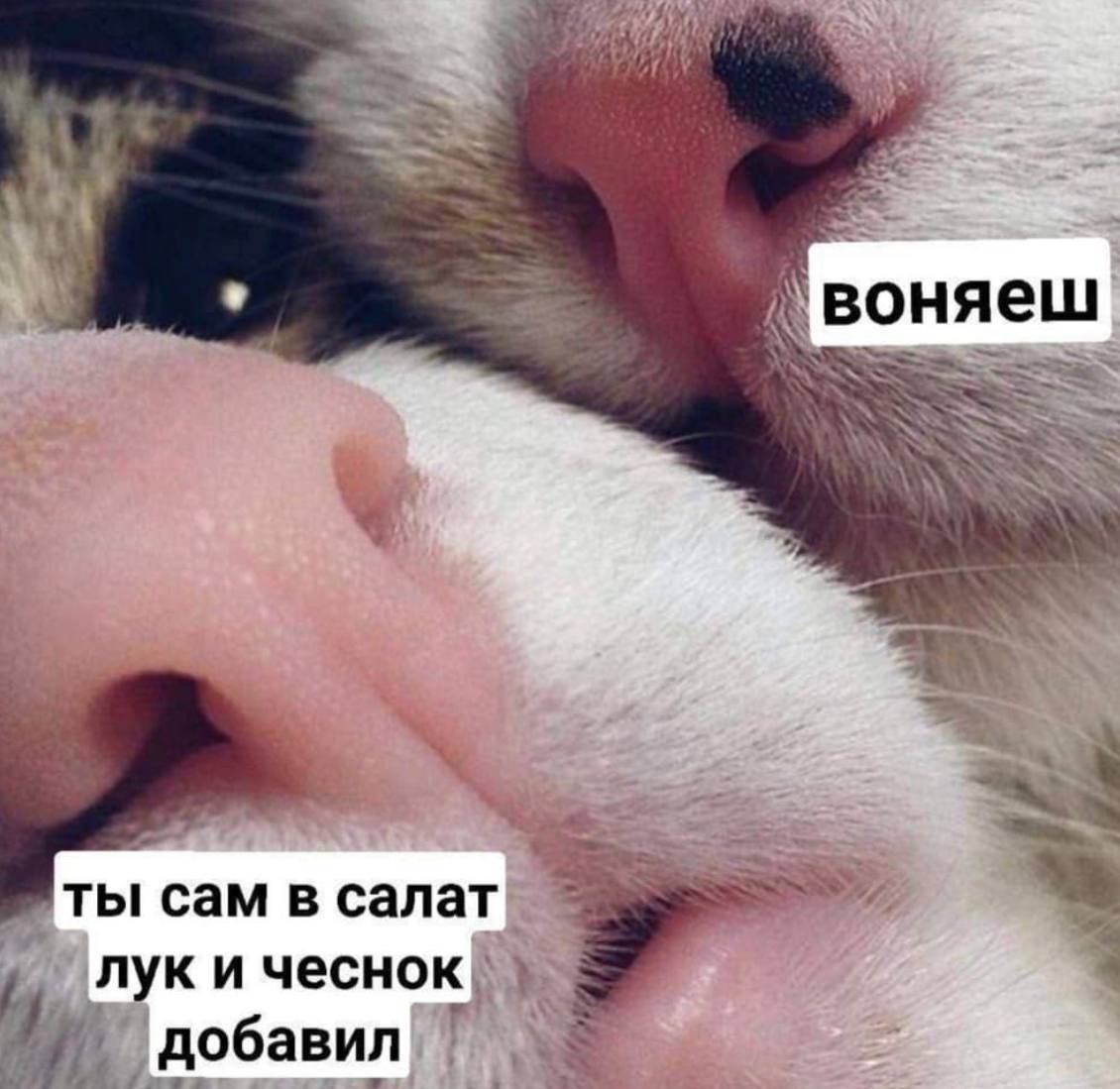 воняеш ты CaM в салат лук и чеснок добавил