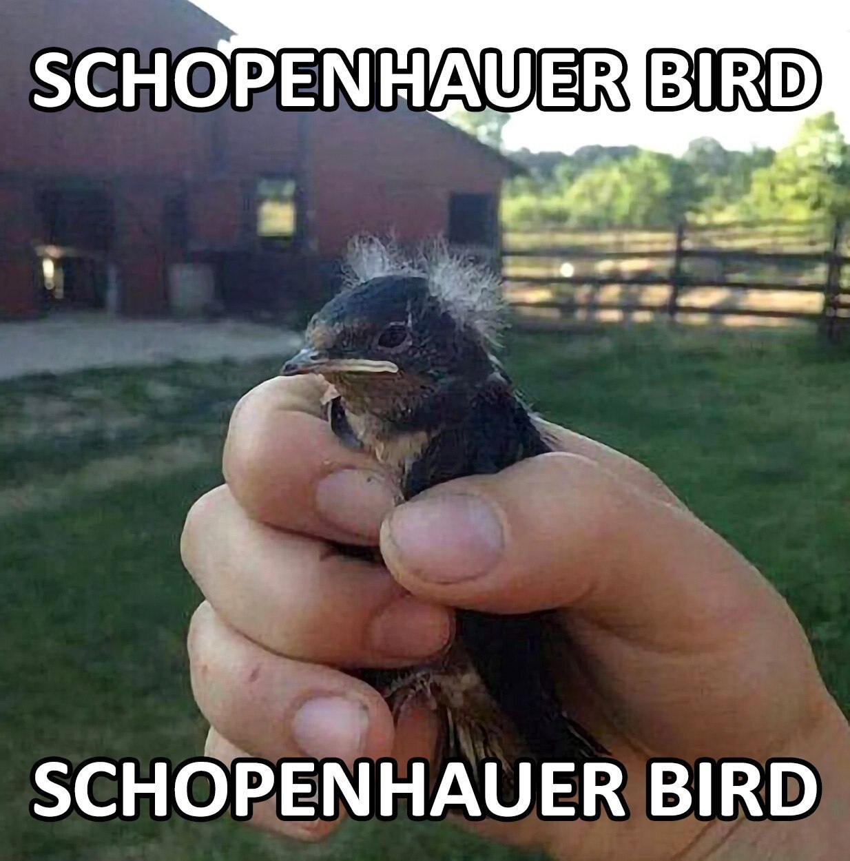 2 SCHOPENHAUER BIRD