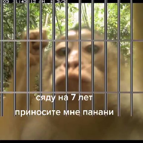 приносите мне панани . HO на панани |