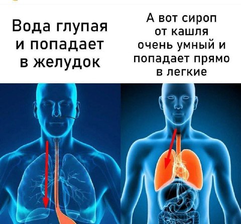 В А вот сироп ода глупая от кашля и попадает очень умный и В желудок попадает прямо в легкие