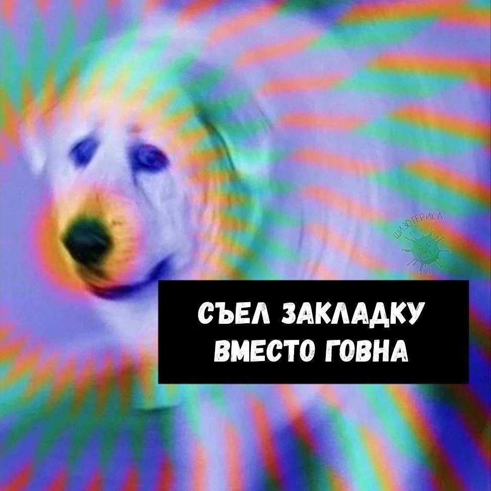 СЪЕЛ ЗАКЛАДКУ ВМЕСТО ГОВНА