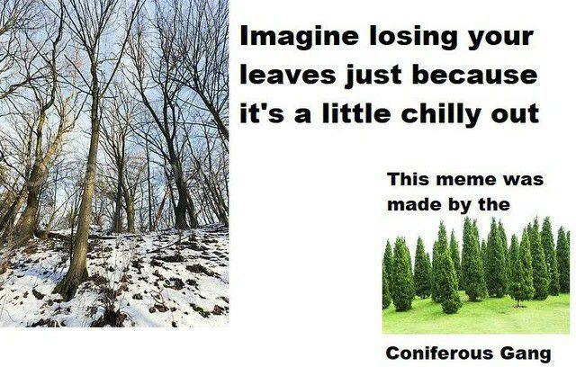 А Imagine losing your ERY leaves just because it's a little chilly out This meme was таде the 2% Coniferous Gang