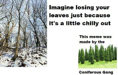 А Imagine losing your ERY leaves just because it's a little chilly out This meme was таде the 2% Coniferous Gang