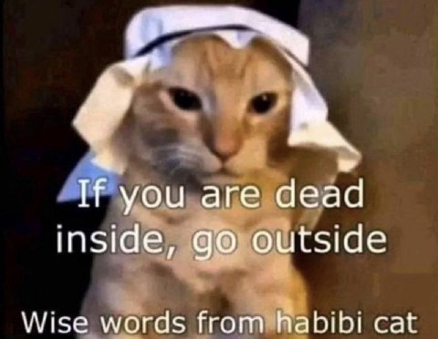 4 If you are dead inside, outside Wise words from cat