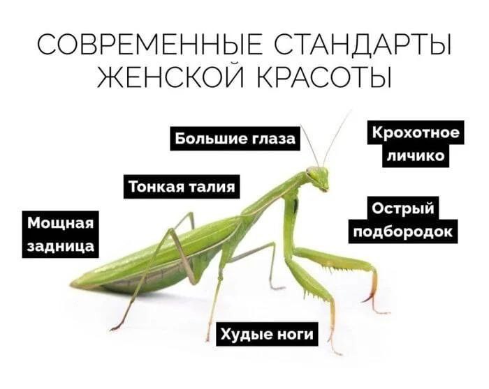 СОВРЕМЕННЫЕ СТАНДАРТЫ КРАСОТЫ Мощная подбородок ноги