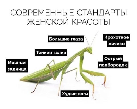 СОВРЕМЕННЫЕ СТАНДАРТЫ КРАСОТЫ Мощная подбородок ноги