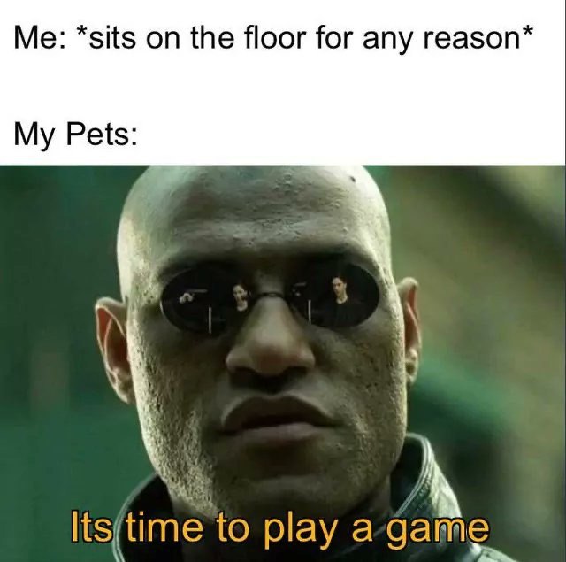 *sits on the floor for any геазоп* My Pets: to play a game