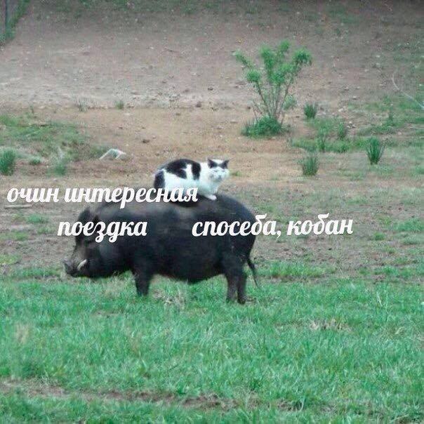 очин интерес поездка спосеба, кодан