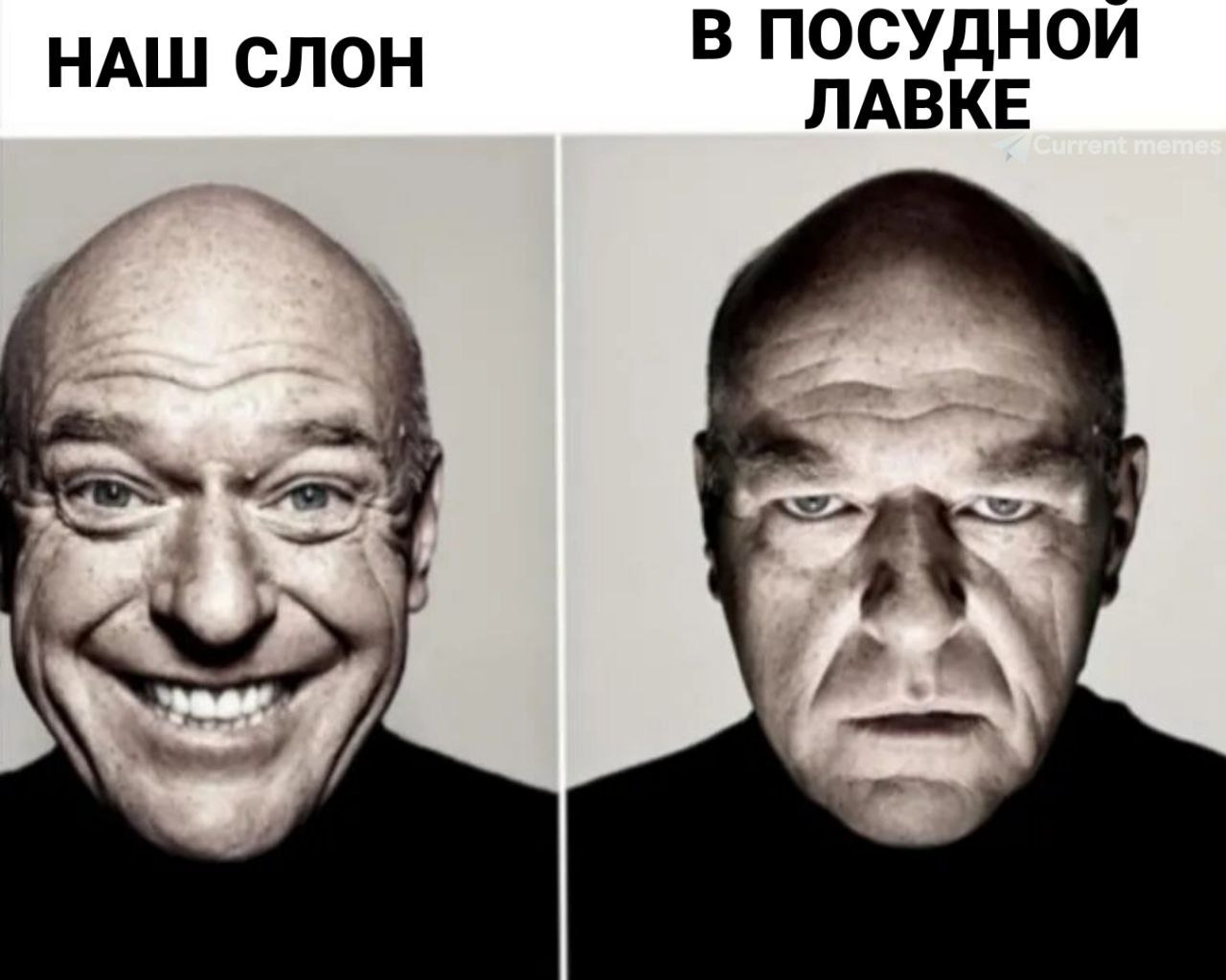 НАШ СЛОН В ПОСУДНОИ ЛАВКЕ