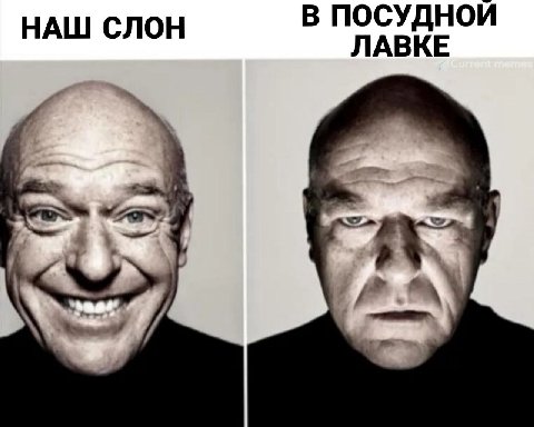 НАШ СЛОН В ПОСУДНОИ ЛАВКЕ