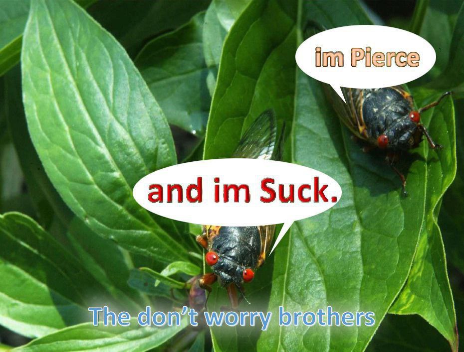 worry brothers.