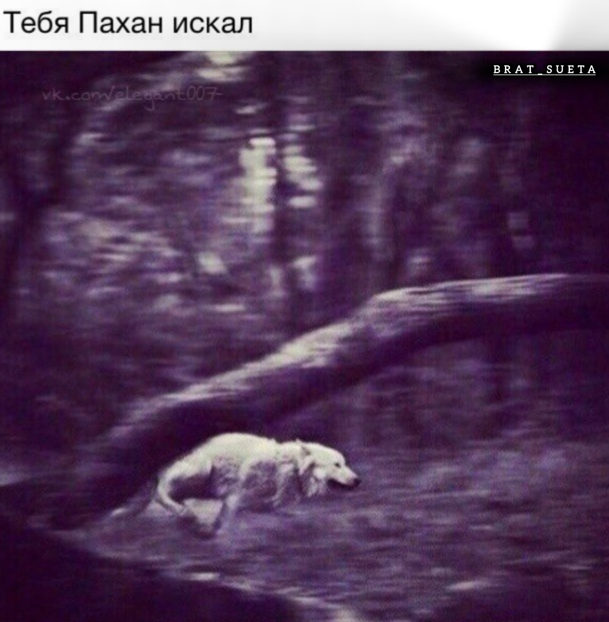 Тебя Пахан искал