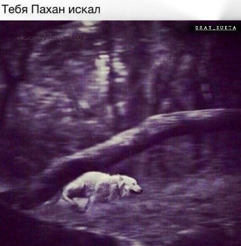 Тебя Пахан искал