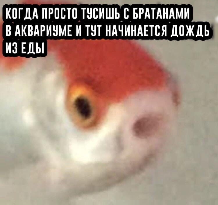 КОГДА ПРОСТО ТУСИШЬ С БРАТАНАМИ В АКВАРИУМЕ И ТУТ НАЧИНАЕТСЯ ДОЖДЬ ИЗЕДЫ