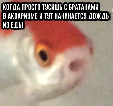 КОГДА ПРОСТО ТУСИШЬ С БРАТАНАМИ В АКВАРИУМЕ И ТУТ НАЧИНАЕТСЯ ДОЖДЬ ИЗЕДЫ