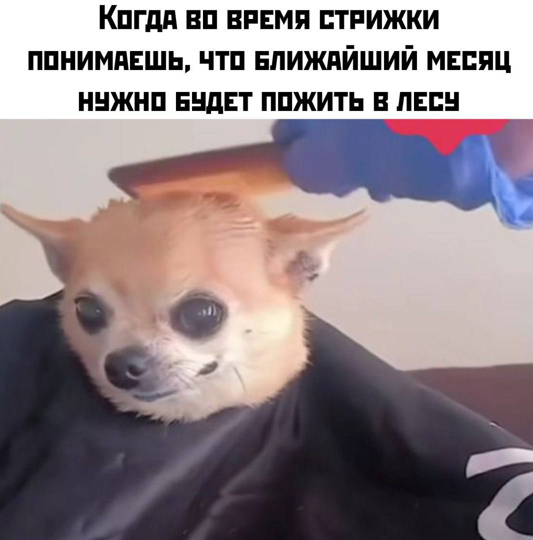 Когда ВРЕМЯ СТРИЖКИ ПОНИМАЕШЬ, ЧТО БЛИЖАЙШИЙ МЕСЯЦ НУЖНО БУДЕТ ПОЖИТЬ В ЛЕСУ