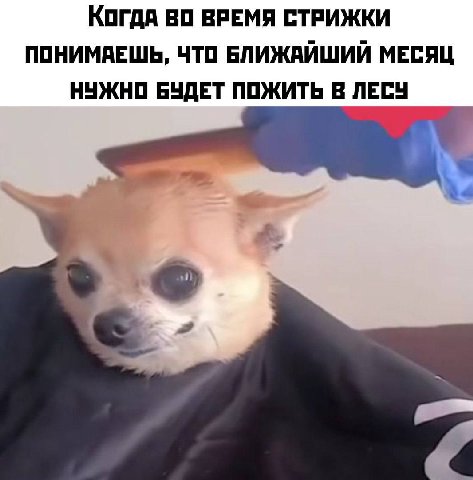 Когда ВРЕМЯ СТРИЖКИ ПОНИМАЕШЬ, ЧТО БЛИЖАЙШИЙ МЕСЯЦ НУЖНО БУДЕТ ПОЖИТЬ В ЛЕСУ