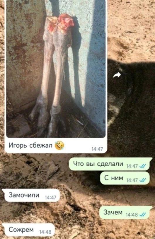 aN Игорь сбежал Что вы сделали Замочили а Зачем +4, Сожрем Me