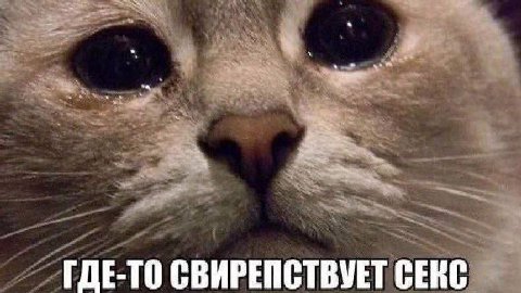 ГДЕ-ТО СВИРЕПСТВУЕТ СЕКС
