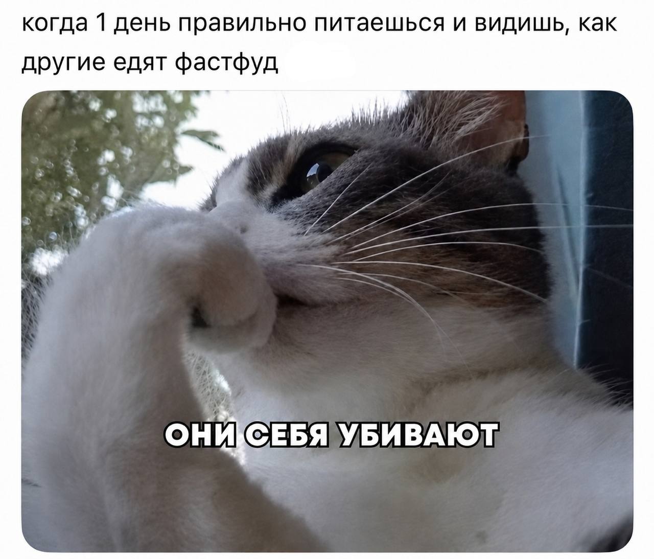 когда 1 день правильно питаешься и видишь, как другие едят Фастфуд УБИВАЮТ: ОНИ