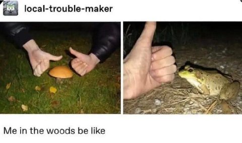 local-trouble-maker Me in the woods be like