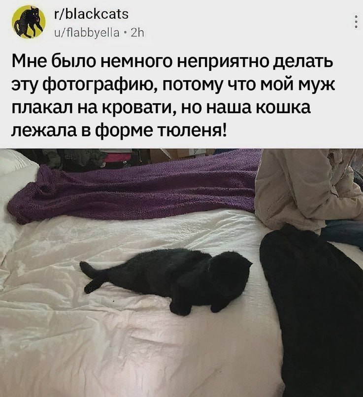 r/blackcats u/flabbyella Мне было немного неприятно делать эту фотографию, потому что мой муж плакал на кровати, но наша кошка лежала в форме тюленя!