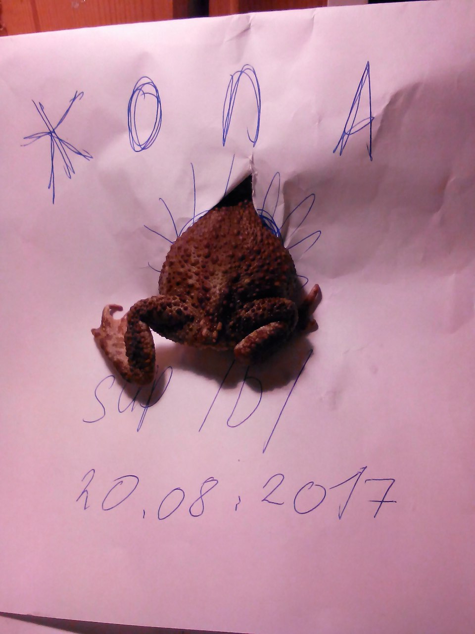 10.08