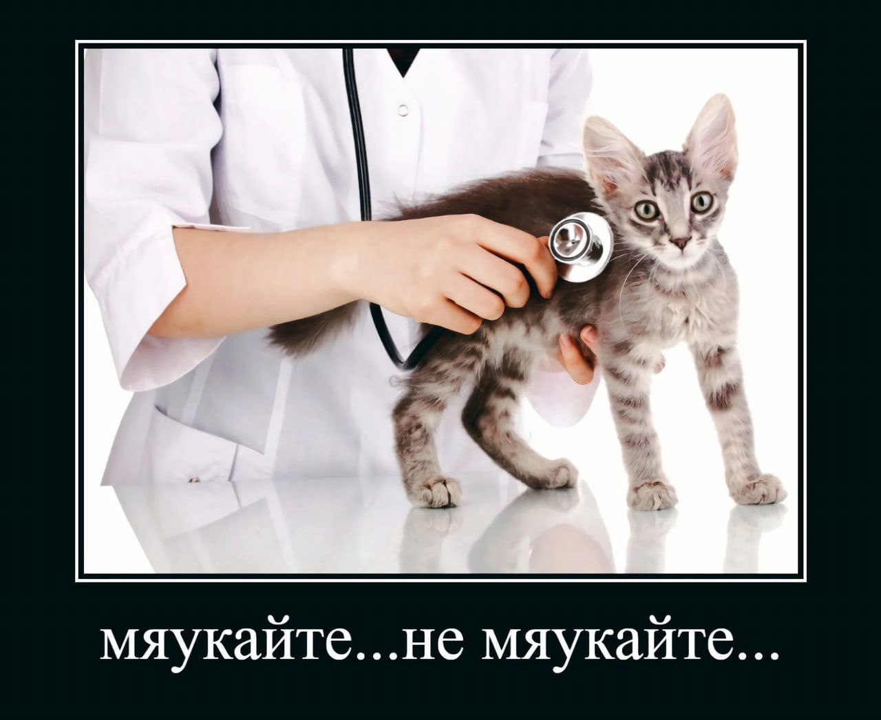 2 мяукайте...не мяукайте...