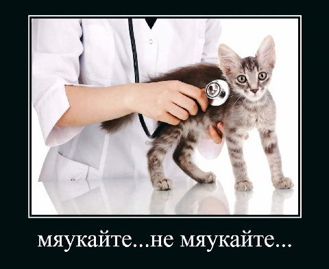 2 мяукайте...не мяукайте...