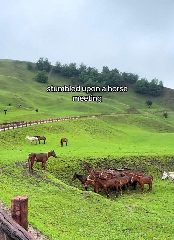 ‘stumbled upon ajhorse «2 kes у: 25
