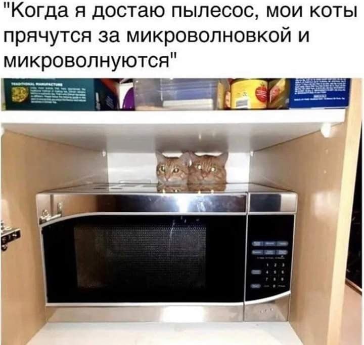 "Когда я достаю пылесос, мои коты прячутся за микроволновкой и микроволнуются"