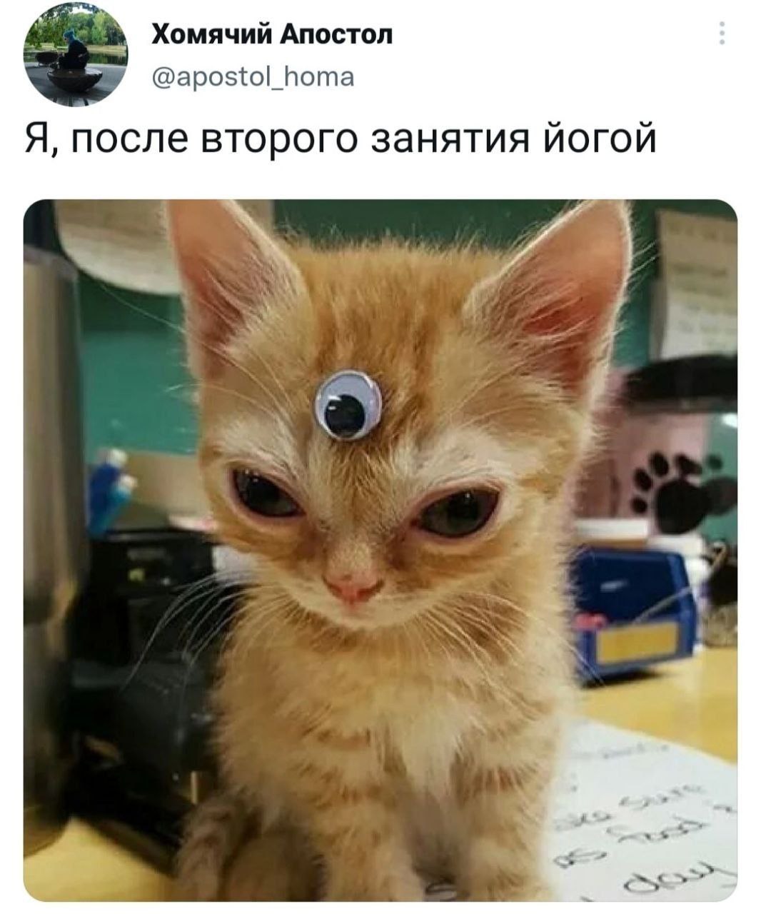 Хомячий Апостол @apostol_homa Я, после второго занятия йогой