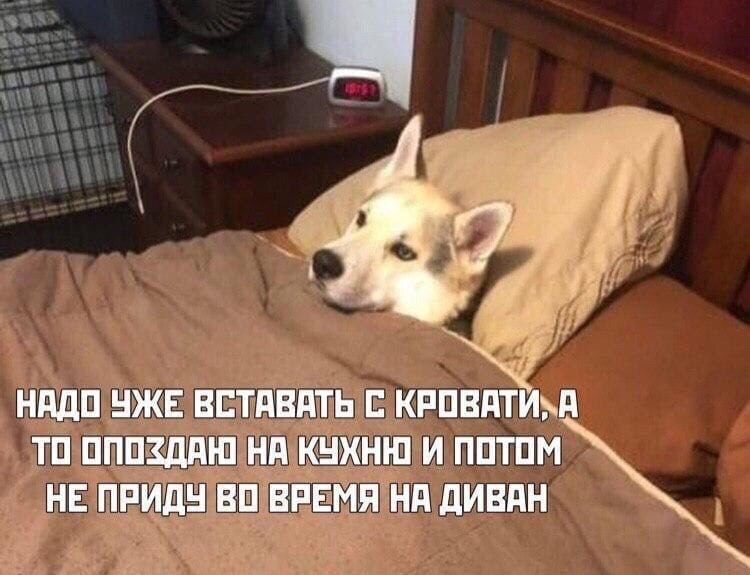 НАДО УЖЕ ВСТАВАТЬ С. КРОВАТИ, А ТО ОПОЗДАЮ НА КУХНЮ И ПОТОМ НЕ ПРИДУ ВО ВРЕМЯ НА ДИВАН