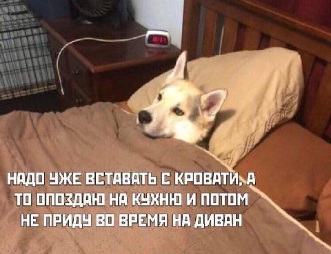 НАДО УЖЕ ВСТАВАТЬ С. КРОВАТИ, А ТО ОПОЗДАЮ НА КУХНЮ И ПОТОМ НЕ ПРИДУ ВО ВРЕМЯ НА ДИВАН