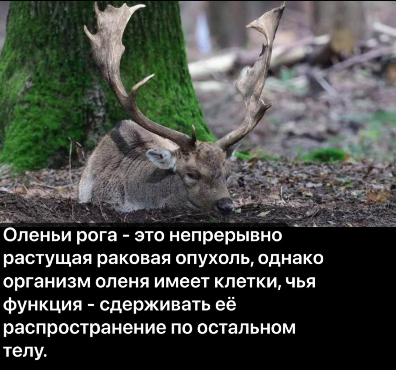 Оленьи рога это непрерывно растущая раковая опухоль, однако организм оленя имеет клетки, чья функция сдерживать её распространение по остальном телу.