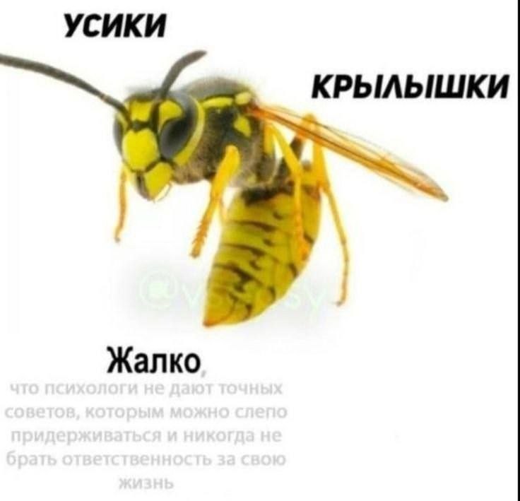 УСИКИ КРЫЛЫШКИ Жалко
