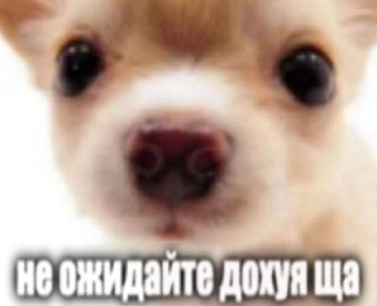We ожидайте дохуя