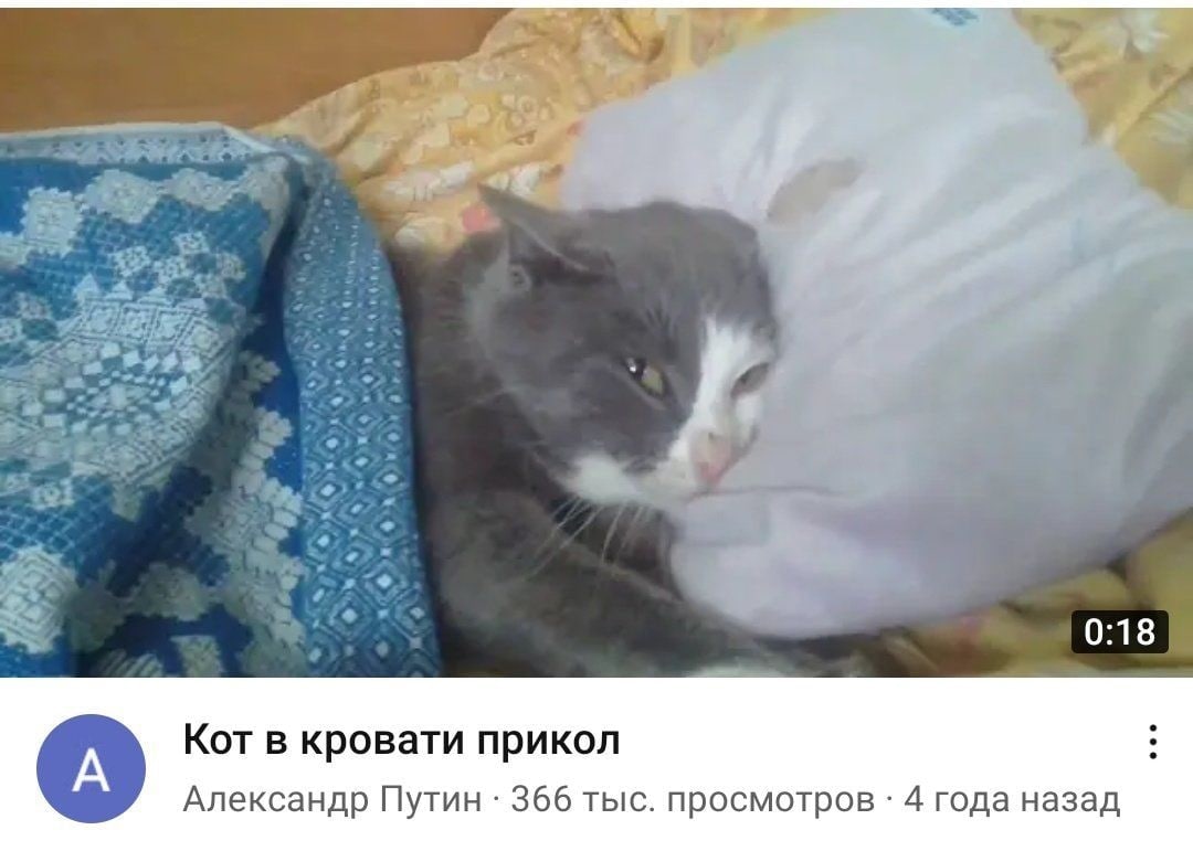 0:18 Кот в кровати прикол Александр Путин 366 тыс. просмотров 4 года назад