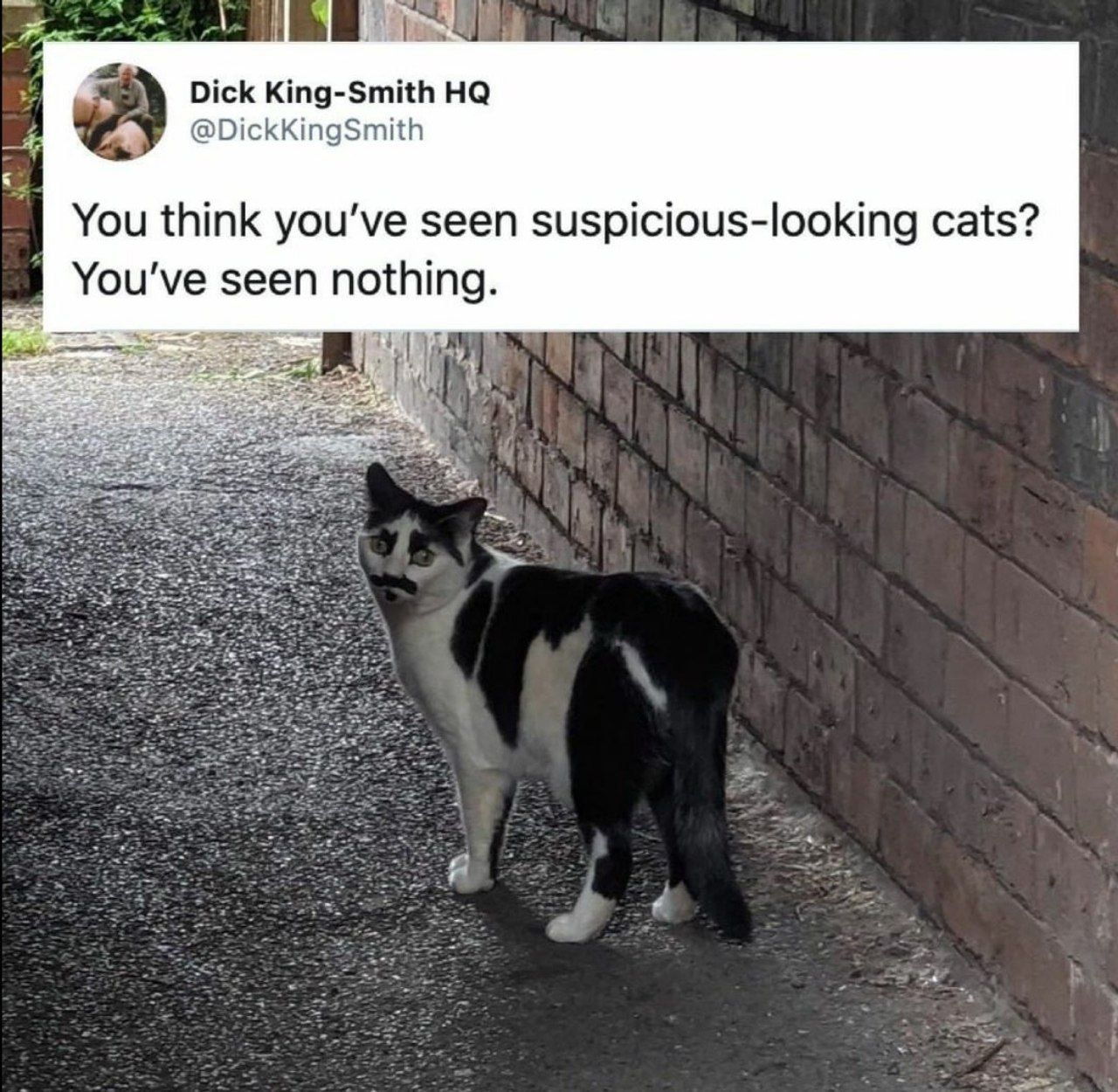 Dick King-Smith @DickKingSmith You think seen suspicious-looking cats? You've seen nothing.