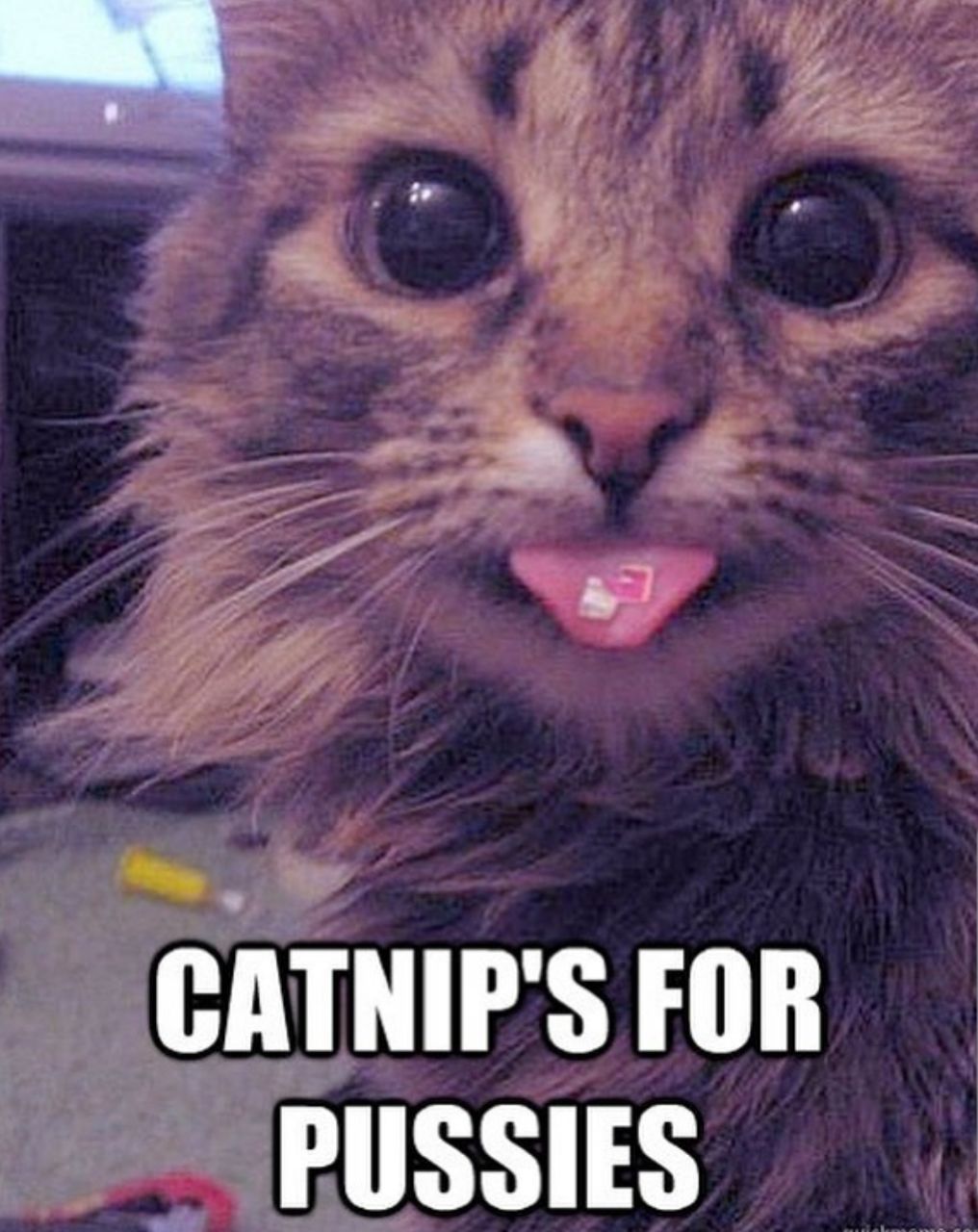 FOR PUSSIES