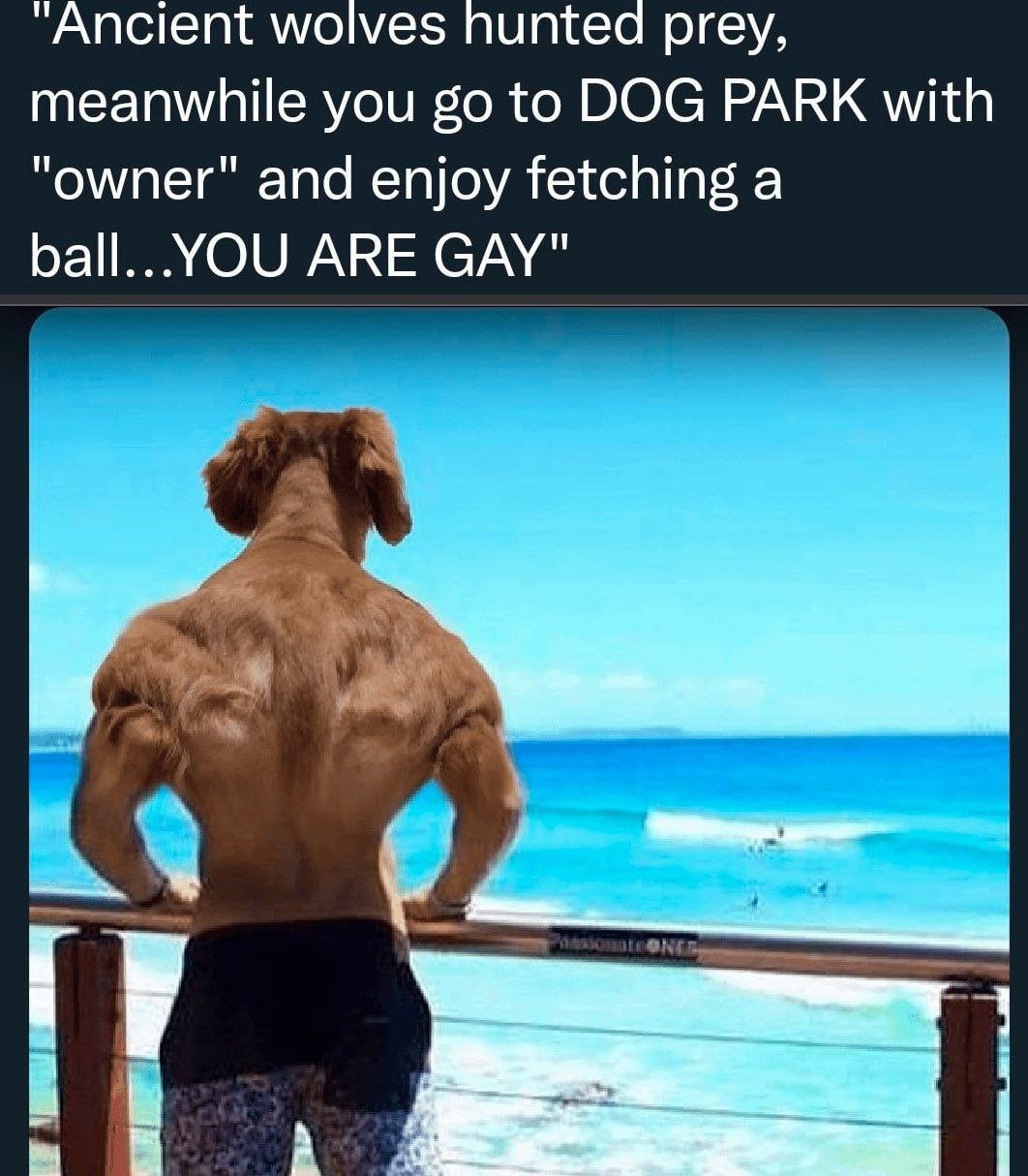 “Ancient wolves hunted prey, meanwhile you to DOG PARK with and enjoy fetching a ARE GAY"