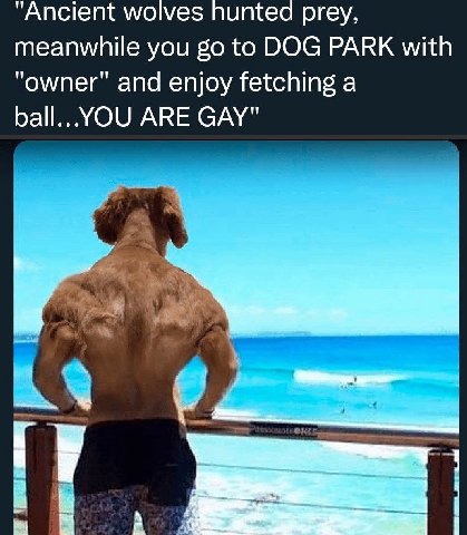 “Ancient wolves hunted prey, meanwhile you to DOG PARK with and enjoy fetching a ARE GAY"