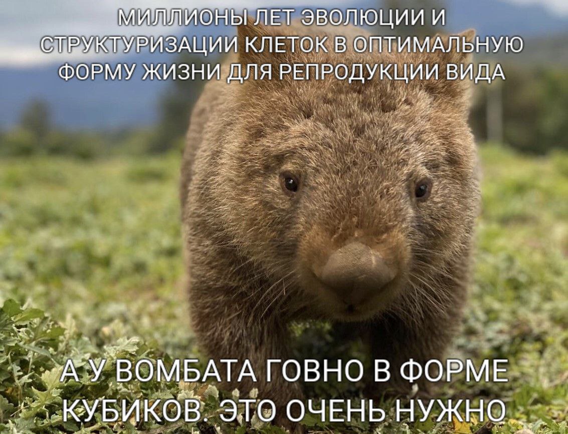 ЛЕТ ЭВОЛЮЦИИ И ТРУКТУРИЗАЦИИ КЛЕТОК В ОПТИМАЛЬНУЮ ФОРМУ ЖИЗНИ ДЛЯ РЕПРОДУКЦИИ ВИДА и у ГОВНО В ФОРМЕ КУБИКОВ. ЭТО ОЧЕНЬ НУЖНО a